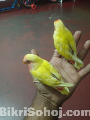 লাভবার্ড পাখি